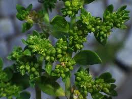 Attēlu rezultāti vaicājumam “Herniaria glabra”