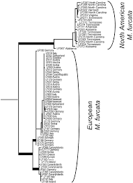 Attēlu rezultāti vaicājumam “Metzgeria furcata”
