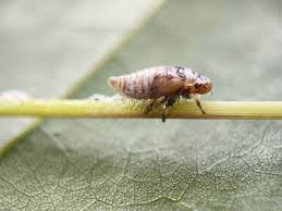 Attēlu rezultāti vaicājumam “Philaenus spumarius nymph”