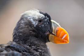 Image result for Fratercula cirrhata