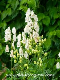 Attēlu rezultāti vaicājumam “Aconitum napellus bud”