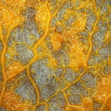 Attēlu rezultāti vaicājumam “Physarum contextum spores”