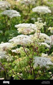 Attēlu rezultāti vaicājumam “Selinum carvifolia fruit”