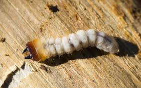 Attēlu rezultāti vaicājumam “Jalla dumosa imago”