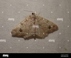 Attēlu rezultāti vaicājumam “Macaria signaria”