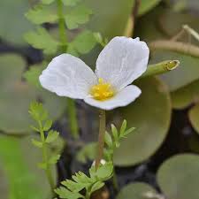 Attēlu rezultāti vaicājumam “Hydrocharis morsus-ranae fruit”