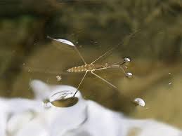 Attēlu rezultāti vaicājumam “Aquarius najas”