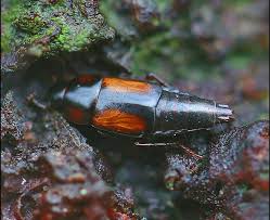 Attēlu rezultāti vaicājumam “Meligethes sp.”