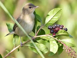 Attēlu rezultāti vaicājumam “Sylvia borin adult”