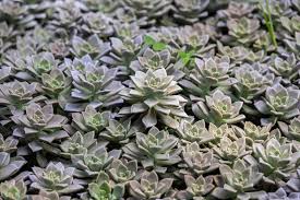 Attēlu rezultāti vaicājumam “Crassulaceae”