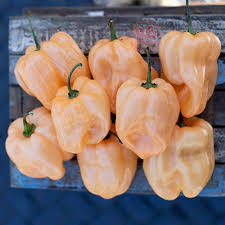 Afbeeldingsresultaat voor peach habanero hot pepper