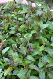 Image result for Menta x piperita