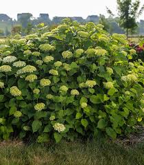 Attēlu rezultāti vaicājumam “Hydrangea arborescens”
