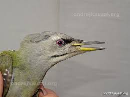 Attēlu rezultāti vaicājumam “Picus canus”