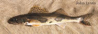 Image result for Sander canadensis