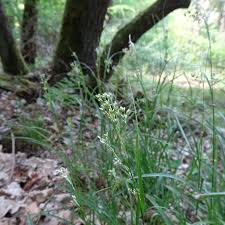 Attēlu rezultāti vaicājumam “Luzula luzuloides leaf”