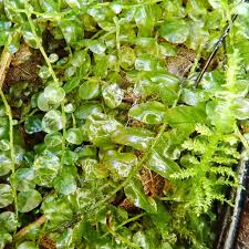 Attēlu rezultāti vaicājumam “Plagiomnium undulatum sporophyte”