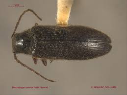 Attēlu rezultāti vaicājumam “Polypogon tentacularius male”