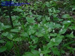Attēlu rezultāti vaicājumam “Maianthemum bifolium leaf”