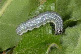 Attēlu rezultāti vaicājumam “Orthosia cruda”