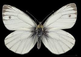 Attēlu rezultāti vaicājumam “Pieris napi male”