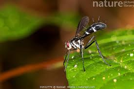 Attēlu rezultāti vaicājumam “Tachinidae”