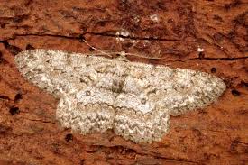 Attēlu rezultāti vaicājumam “Hypomecis punctinalis”