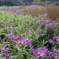 Image result for Aster novi-belgii