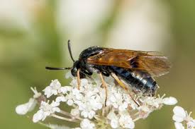 Attēlu rezultāti vaicājumam “Arge ustulata”