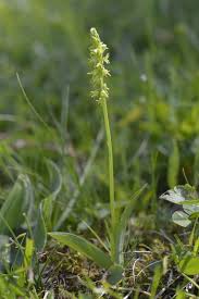 Attēlu rezultāti vaicājumam “Herminium monorchis flower”