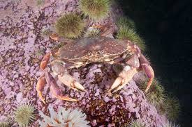 Image result for Cancer irroratus