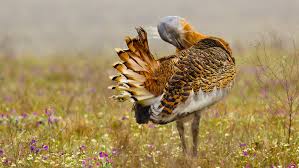 Image result for Otis tarda