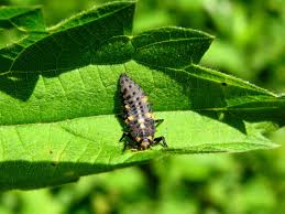 Attēlu rezultāti vaicājumam “Coccinella septempunctata imago”