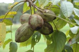 Attēlu rezultāti vaicājumam “Juglans cinerea”