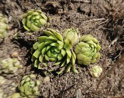 Attēlu rezultāti vaicājumam “Jovibarba globifera fruit”