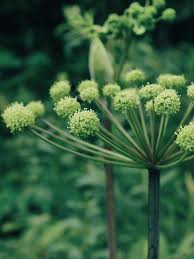 Attēlu rezultāti vaicājumam “Angelica palustris flower”