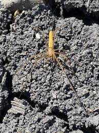 Attēlu rezultāti vaicājumam “Tetragnatha extensa”