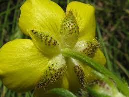 Attēlu rezultāti vaicājumam “Ranunculus polyanthemos”