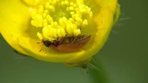 Attēlu rezultāti vaicājumam “Byturus ochraceus”