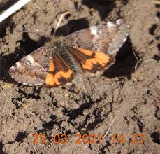 Attēlu rezultāti vaicājumam “Archiearis parthenias”