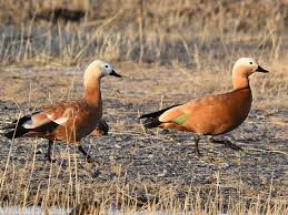 Attēlu rezultāti vaicājumam “Tadorna tadorna male”