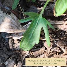 Attēlu rezultāti vaicājumam “Viola epipsila leaf”