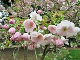 Attēlu rezultāti vaicājumam “Prunus (sakura)”