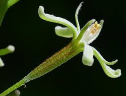 Attēlu rezultāti vaicājumam “Gymnocladus dioicus flower”