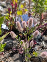 Attēlu rezultāti vaicājumam “Trifolium arvense fruit”