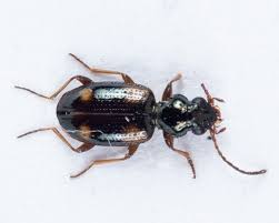 Attēlu rezultāti vaicājumam “Bembidion quadrimaculatum”
