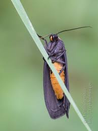 Attēlu rezultāti vaicājumam “Atolmis rubricollis”
