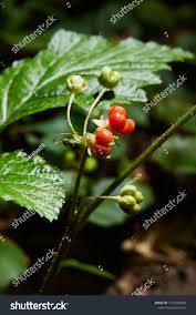 Attēlu rezultāti vaicājumam “Rubus saxatilis fruit”