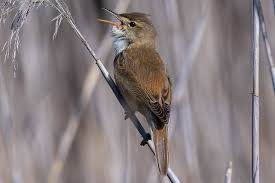 Image result for Acrocephalus arundinaceus