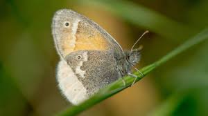 Attēlu rezultāti vaicājumam “Coenonympha tullia”